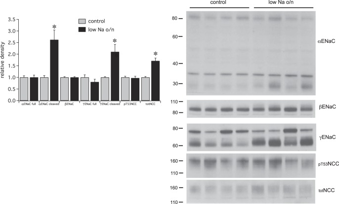 Fig. 10.