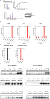 Figure 1—figure supplement 1.