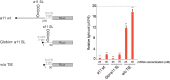 Figure 5—figure supplement 1.