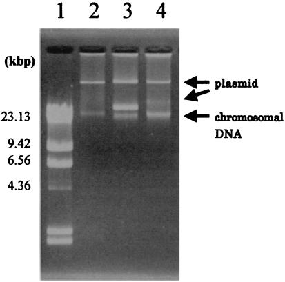 FIG. 1.