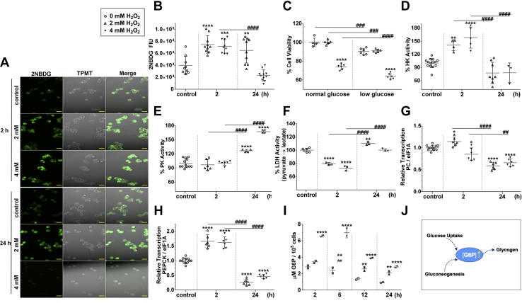 Figure 4