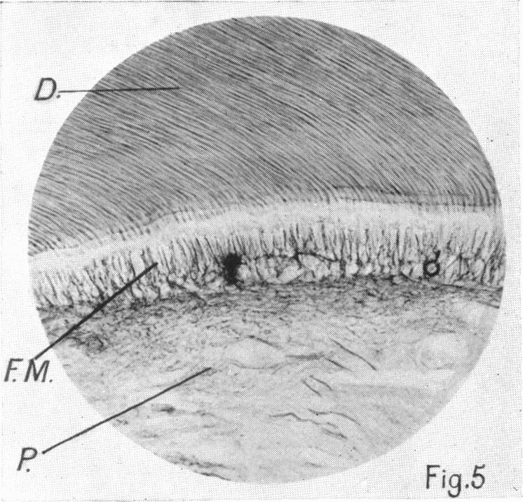 Fig.5