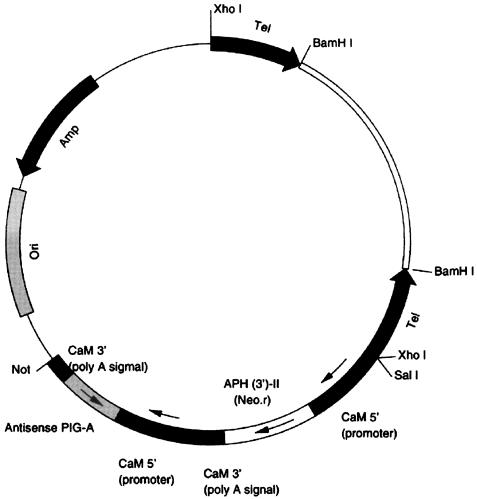 FIG. 1.