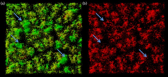 Fig. 7.