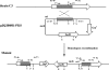 FIG. 2.