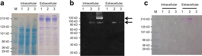 FIG 2