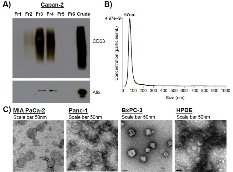 Figure 1—figure supplement 1.