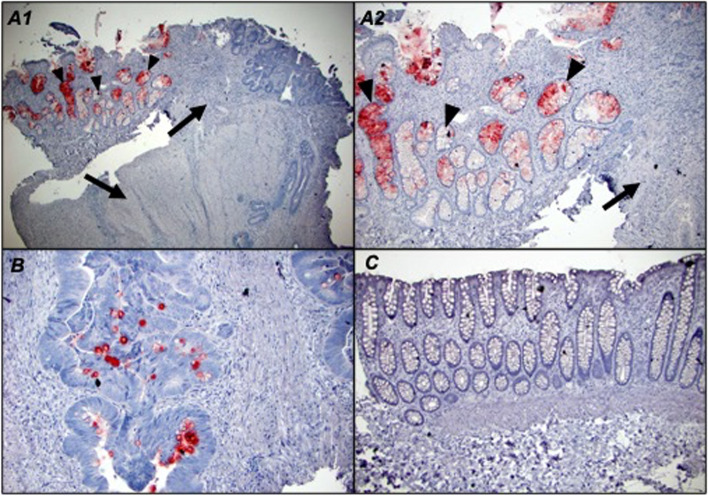 Fig. 5