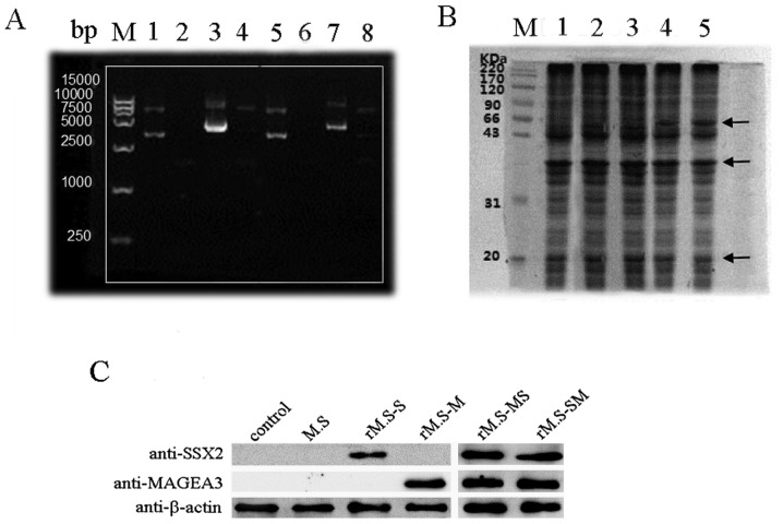 Figure 2.