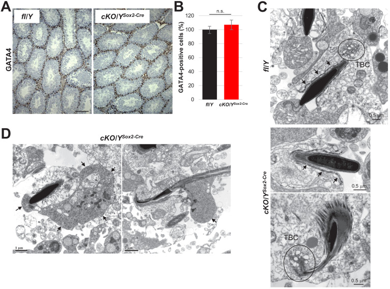 Figure 7—figure supplement 1.