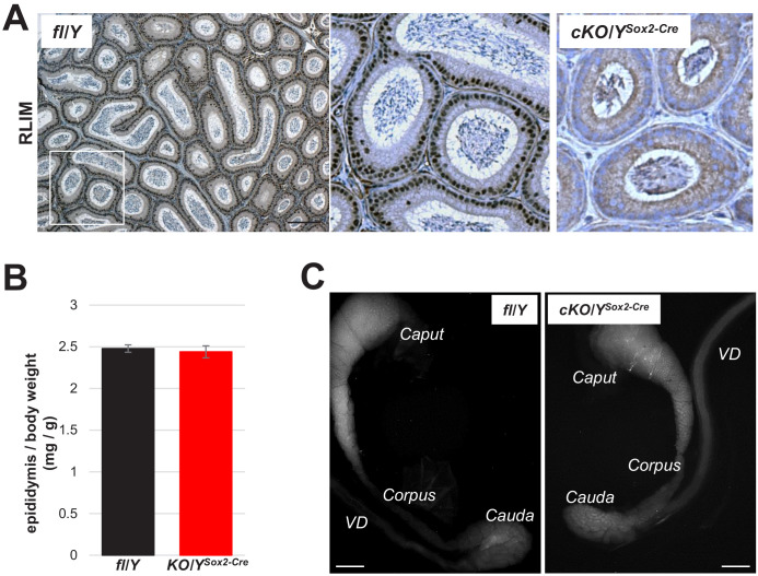 Figure 3—figure supplement 2.