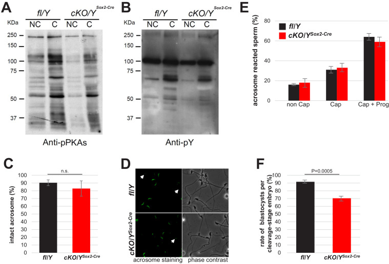 Figure 4—figure supplement 1.