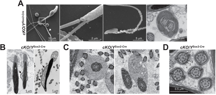 Figure 6—figure supplement 1.