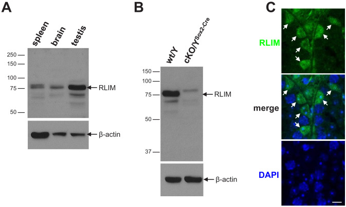 Figure 2—figure supplement 1.