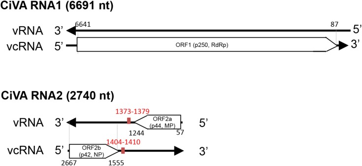 FIGURE 2