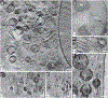 Figure 2 |