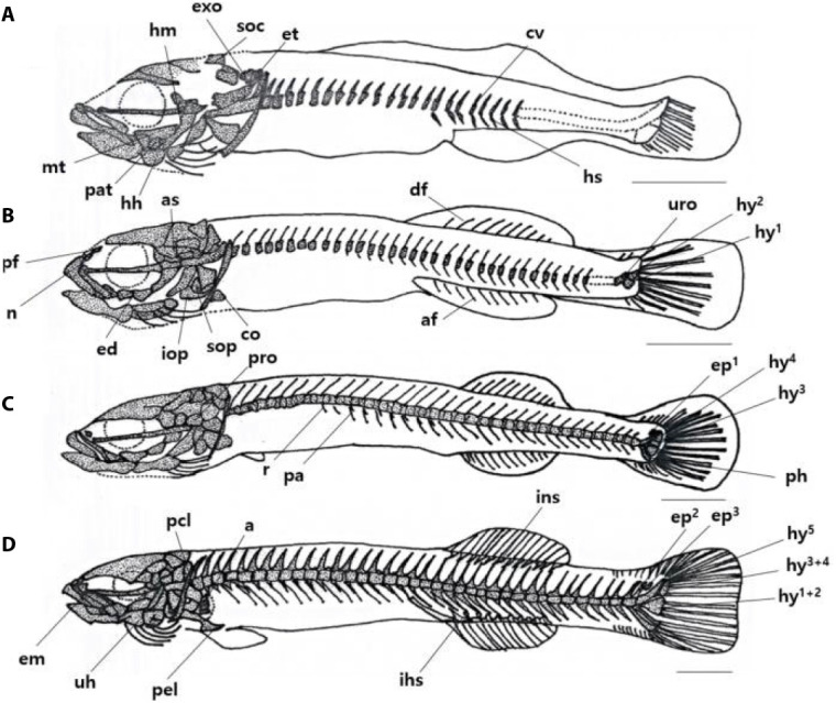 Osteological Development of the Larvae and Juvenile of Luciogobius ...