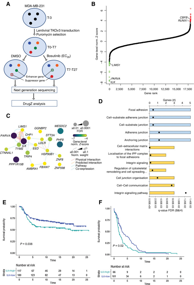 Figure 2. The ILK–Parvin–PINCH complex is the top enhancer of bosutinib-induced cell growth inhibition. A, Overview of the genome-wide CRISPR-Cas9 knockout screen in MDA-MB-231 cells. T0, initial time point immediately after puromycin selection; T7, 7 days post puromycin selection; T19, three rounds of drug treatment; T27, five rounds of drug treatment. B, DrugZ analysis of the genome-wide bosutinib CRISPR-Cas9 screen. The gene-level normalized Z-score from the T27 time point is shown. Genes are ranked according to the enhancer genes. The Benjamini and Hochberg FDR was used to calculate significance. Green data points are enhancer genes with FDR < 0.05 and red are suppressor genes with FDR < 0.05. C, Network map for the enhancer genes identified at T27. Network edges were weighted according to evidence of cofunctionality using GeneMANIA in Cytoscape. D, ToppGene gene ontology analysis for the combined T19 and T27 enhancer genes. Blue, cellular component category; yellow, pathway category. Black dots, q values. E, High ILK expression correlates with worse survival. Kaplan Meier plot for the METABRIC TNBC subtype. The optimal threshold for dichotomisation of the datasets into high and low ILK expression was identified using the survivALL R package and “plotALL” function for multicut point analysis using the METABRIC dataset. F, Kaplan–Meier plot for the TCGA-PanCancer basal subtype used as a validation dataset. Breast cancer-specific survival was used.