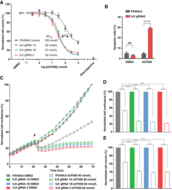 Figure 4. Loss of the ILK–Parvin–PINCH complex potentiates the effects of eCF506 in MDA-MB-231 cells. A, eCF506 8-point dilution for half-inhibitory concentrations (EC50). B, Apoptosis assay using CellEvent Caspase 3/7 and fluorescence-activated cell sorting. eCF506 treatment (40 nmol/L; EC20). C, ILK loss potentiates eCF506 inhibition in real time. MDA-MB-231 cells were seeded in 96-well plates at 8,000 cells/well and transferred to the IncuCyte Zoom. Arrow, drug addition. D, Endpoint quantification using normalized cell confluence from the IncuCyte software. E, Endpoint quantification using normalized cell counts form Hoechst-stained images. C–E, An EC30 concentration for eCF506 of 60 nmol/L is shown. Data shown is the mean of two independent experimental replicates. ns, nonsignificant; ****, P < 0.0001, as determined by a two-way ANOVA with Bonferroni multiple comparisons correction. All error bars are SEM. PX459v2, empty-gRNA CRISPR control cells; gRNA 1A, gRNA 1B and gRNA 2, ILK knockout clones.