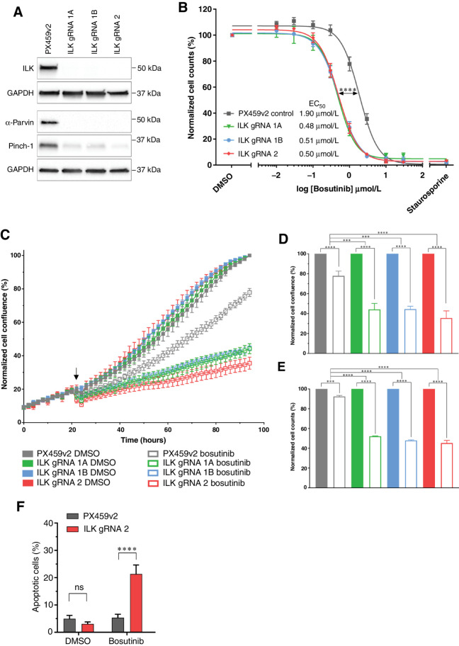 Figure 3. Loss of the ILK–Parvin–PINCH complex potentiates the effects of bosutinib in MDA-MB-231 cells. A, CRISPR-Cas9 targeting ILK results in ILK loss in the MDA-MB-231 cell line as assessed by Western blot. B, Bosutinib 8-point dose response curves using normalized cell counts form Hoechst-stained images. Significance test refers to EC50 values calculated in Prism. C–G) Cells were treated with the EC20 for bosutinib (0.9 μmol/L). C, ILK loss potentiates bosutinib inhibition in real-time assays. Cells were seeded in 96-well plates at 8,000 cells/well and transferred to the IncuCyte Zoom. Arrow shows drug addition at 24 hours post seeding. D, Endpoint quantification using normalized cell confluence from the IncuCyte software. E, Endpoint quantification using normalized cell counts form Hoechst-stained images. F, Apoptosis assay using CellEvent Caspase 3/7 and fluorescence-activated cell sorting. All data shown are the mean of at least three independent experimental replicates. ns, nonsignificant; ***, P < 0.001; ****, P < 0.0001, as determined by a two-way ANOVA with Bonferroni multiple comparisons correction. All error bars are SEM. PX459v2, empty-gRNA CRISPR control cells; gRNA 1A, gRNA 1B and gRNA 2, ILK knockout clones.