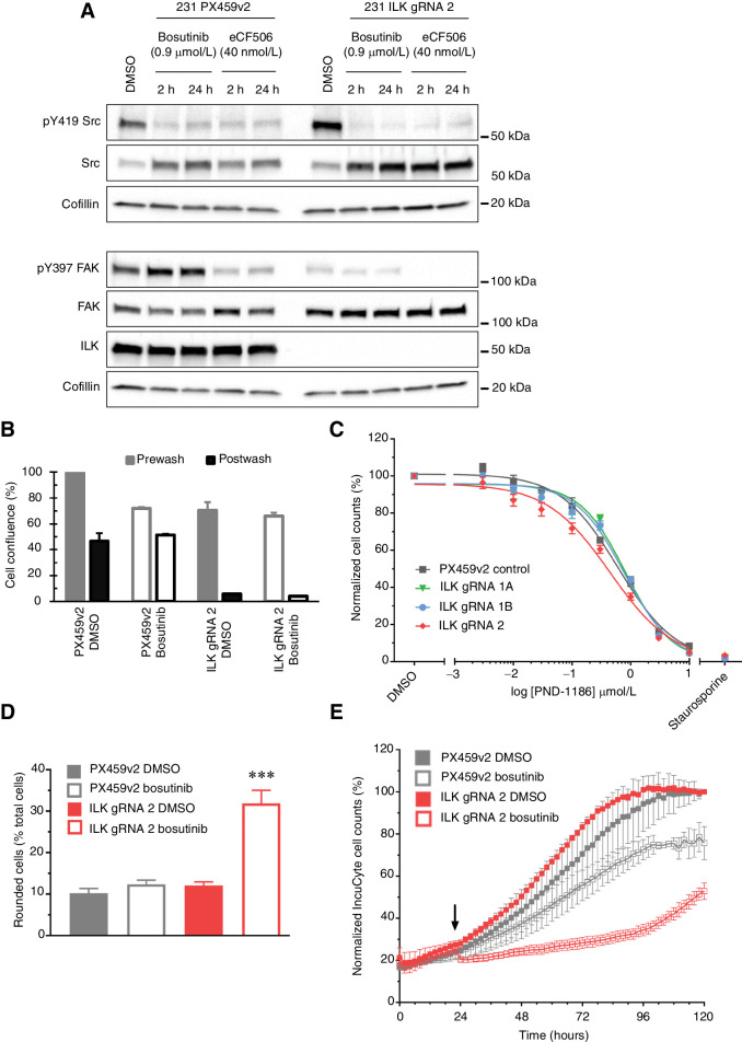 Figure 6. ILK knockout in combination with bosutinib treatment causes cell adhesion defects. A, Western blot analysis of cell lines grown in 2D. Data are representative of three independent experimental replicates. B, Adhesion challenge: IncuCyte cell confluence was normalized to DMSO PX459v2. DMSO, solid fill; bosutinib, clear fill. C, 2D 8-point dilution for half-inhibitory concentrations (EC50) for PND-1186. Endpoint quantification using normalized cell counts form Hoechst-stained images. D, Cell-by-cell mask and a “rounded cells” classifier whereby area <600 μm2 and eccentricity <0.65, one hour post drug addition. E, IncuCyte S3 cell-by-cell quantification for MDA-MB-231 cells plated at 8,000 cells per well. Arrow, drug addition. A bosutinib EC20 (0.9 μmol/L) concentration was used in all experiments. ***, P < 0.001.