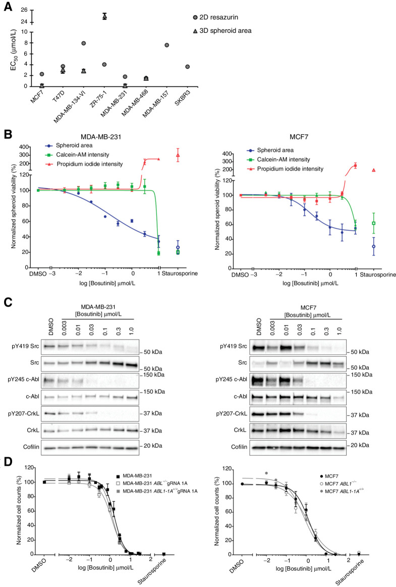 Figure 1. Effect of bosutinib treatment on MDA-MB-231 and MCF7 cell lines. A, Bosutinib 2D and 3D EC50 values in a panel of breast cancer cell lines. MDA-MB-157 and SKBR3 are unable to form spheroids. B, 3D spheroid cell viability. Spheroid area, Calcein-AM intensity, and propidium iodide intensity were quantified using a custom CellProfiler pipeline. Staurosporine (1 μmol/L) was used as a positive control to induce cell death. C, Western blot analysis of cell lines grown as 3D spheroids. Data are representative of two independent experimental replicates. D, Loss of ABL1 does not alter bosutinib sensitivity. 2D bosutinib 8-point dilution for half-inhibitory concentrations (EC50). Additional 2D and 3D data are shown in Supplementary Fig. S4. All data shown are the mean of at least three independent experimental replicates except MDA-MB-134-VI and MDA-MB-468, which were two independent experimental replicates. ***, P < 0.0002; ****, P < 0.0001, as determined by a two-way ANOVA with Bonferroni multiple comparisons correction. All error bars are SEM.