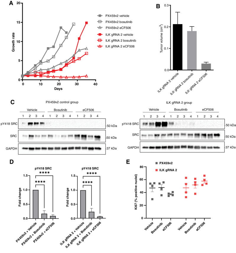 Figure 7. ILK loss enhances bosutinib and eCF506 treatment in vivo. A, Tumor growth rates for PX459v2 and ILK gRNA 2 tumors growing in immunodeficient Rag2-Il2rg double knockout mice (5 mice per group, 2 tumors per mouse) following treatment with vehicle, bosutinib (75 mg/kg), or eCF506 (40 mg/kg) given once daily via oral gavage. B, Final tumor volumes at day 35. C, Bosutinib and eCF506 inhibit pSrc in vivo as shown via Western blot analysis. D, Quantification of Western blots shown in C. E, Ki67 analysis using QuPath. ****, P < 0.0001, as determined by a two-way ANOVA with Bonferroni multiple comparisons correction. All error bars are SEM.