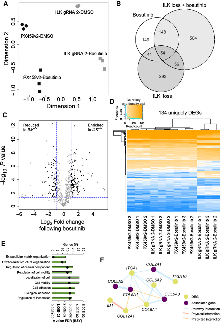 Figure 5. ILK loss in combination with bosutinib treatment results in differentially expressed genes. A, Principal component analysis using the Limma R package. B, Venn diagram of differentially expressed genes. A cutoff of FDR (Benjamini and Hochberg) P value adjustment <0.05 and a log2-fold change of ±1 was used for the differential expression analysis (DEA). Bosutinib EC20 (0.9 μmol/L) used. Bosutinib DEA: PX459v2-DMSO versus PX459v2-bosutinib; ILK loss DEA: PX459v2-DMSO versus ILK gRNA 2-DMSO; ILK loss + bosutinib DEA: ILK gRNA 2-DMSO versus ILK gRNA 2-bosutinib. Venn diagram created using the VennDiagram R package. C, Volcano plot of the 504 differentially expressed genes unique to ILK gRNA 2-bosutinib samples shown in B. The 504 unique genes were subject to a further cut-off of P < 0.05 (horizontal dotted blue line) and a log2-fold change of ±1 (vertical dotted blue lines) for ILK gRNA 2-bosutinib vs. PX459v2-bosutinib. D, Heatmap of the 134 unique and significantly changed genes shown in C, across all 12 samples. Heatmap created using the ggplots R package. Euclidean distance and complete linkage clustering were used. E, ToppGene gene ontology analysis for the 134 unique DEGs. The top hits from the biological process category are shown. Black dots represent q values. F, Integrin-collagen network map from the 134 unique DEGs created using GeneMANIA in Cytoscape. Associated genes were determined in GeneMANIA based on published databases and specific omics publications.