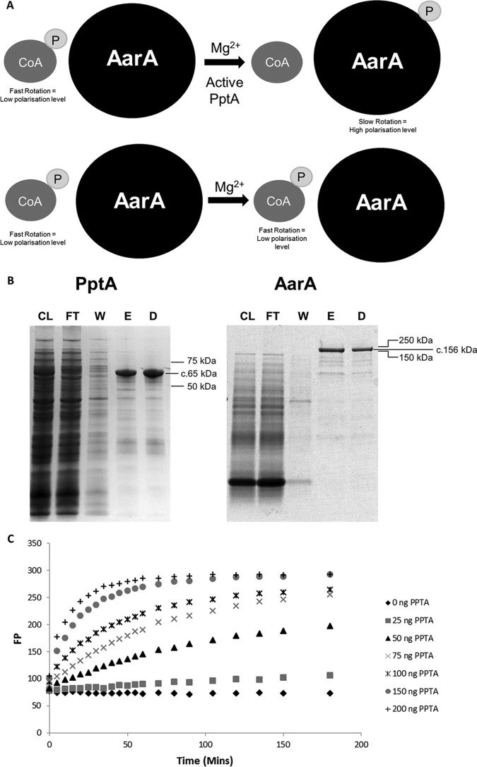 FIG 9 