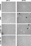 FIG. 8.