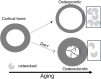 Graphical Abstract