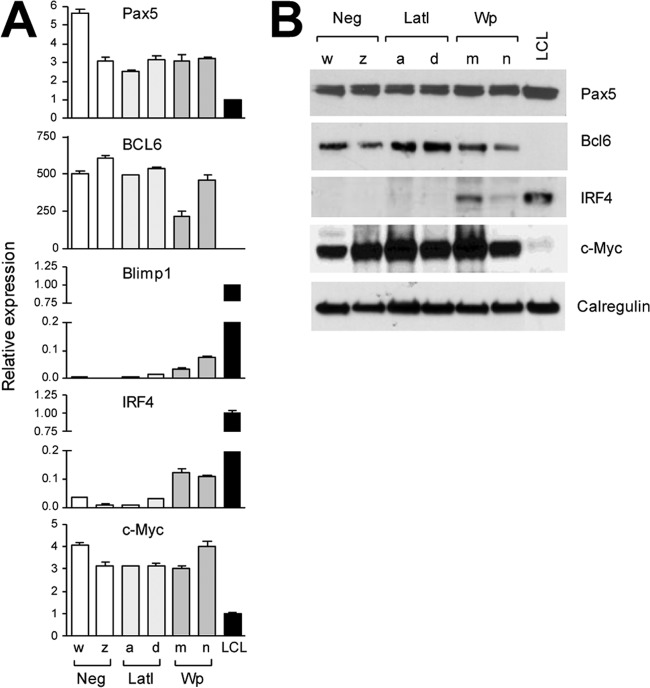 Fig 7