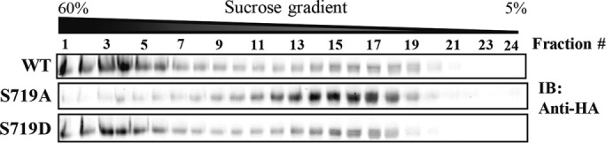 FIGURE 9: