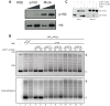 Figure 5—figure supplement 1.