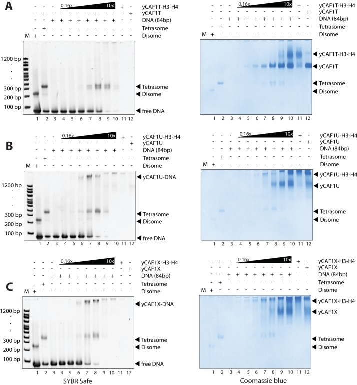 Figure 4—figure supplement 1.