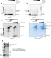 Figure 4—figure supplement 2.