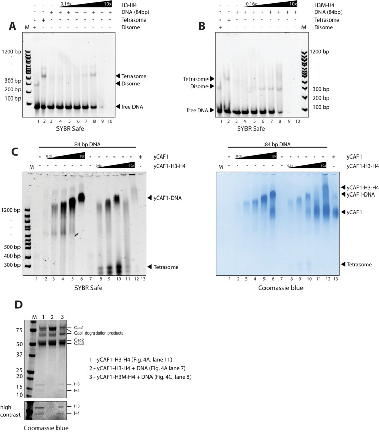 Figure 4—figure supplement 2.