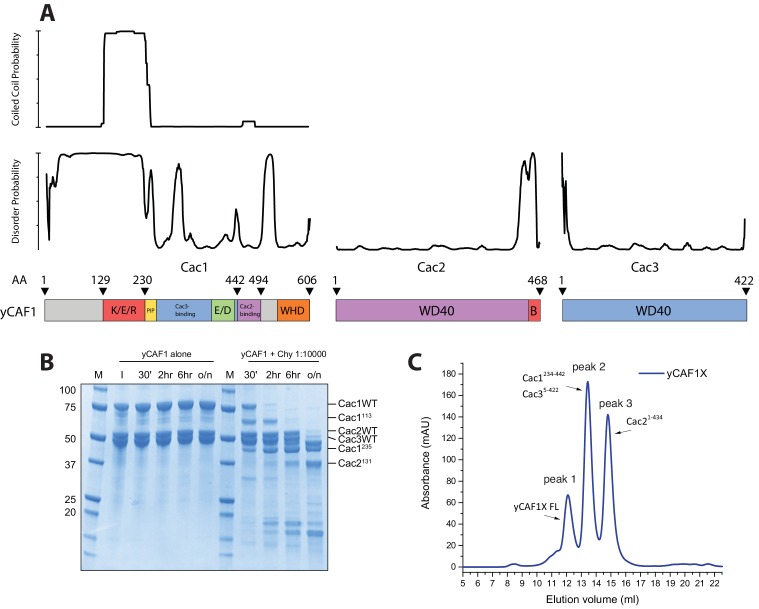 Figure 1—figure supplement 1.