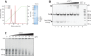 Figure 3—figure supplement 1.