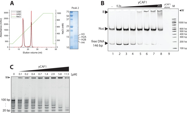 Figure 3—figure supplement 1.