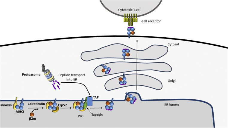 Figure 3