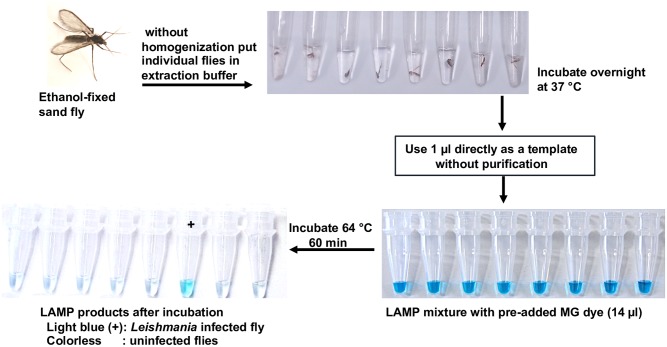 Fig 4