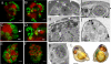 Fig. 6.