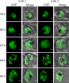 Fig. 3.