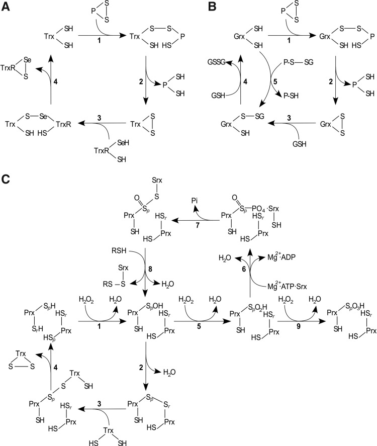 FIG. 4.