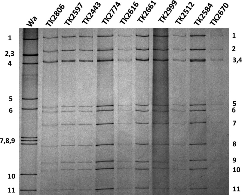 Fig. 1.