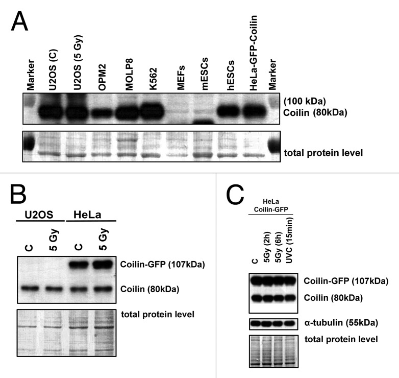 graphic file with name nucl-5-269-g2.jpg