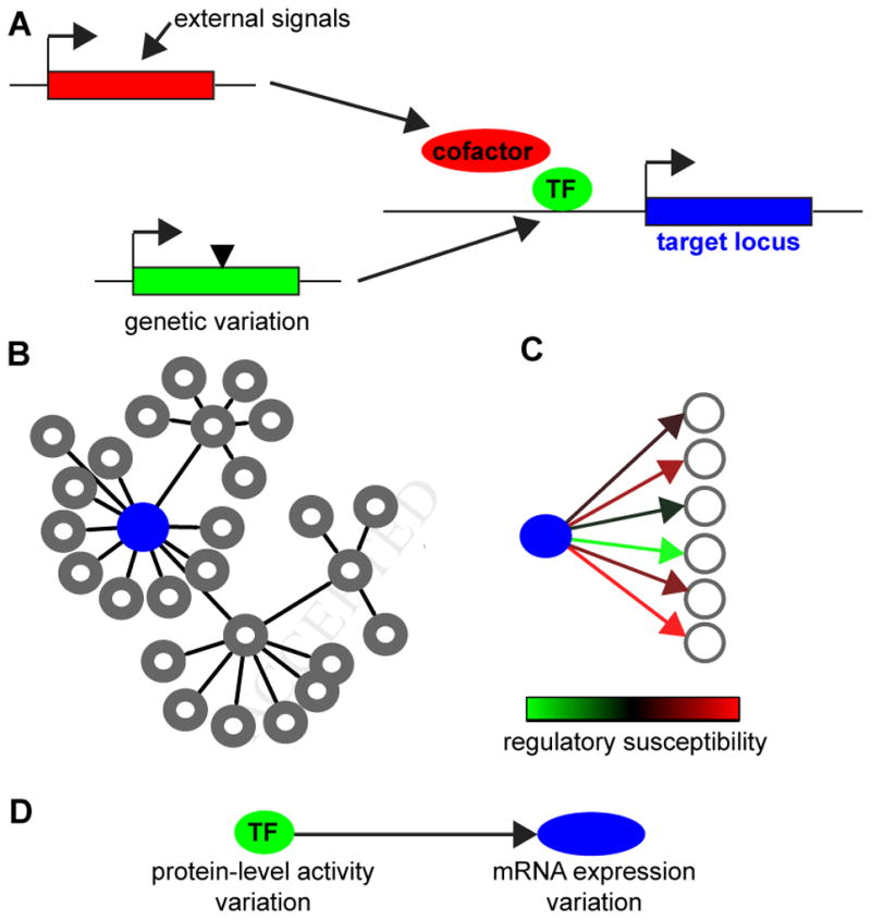 Network Based Approaches That Exploit Inferred Transcription Factor