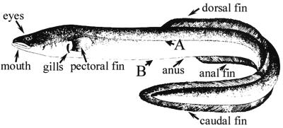 FIG. 1