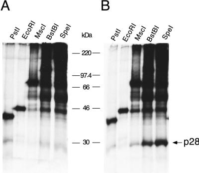 FIG. 5